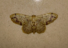 Idaea