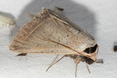 Pantydia capistrata