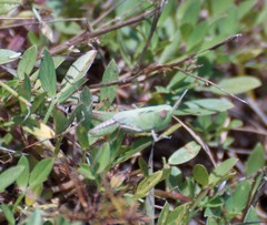 Oedipodini