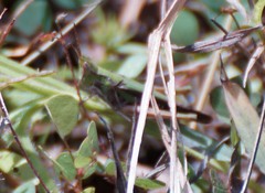 Froggattina australis