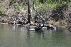 Chrysemys picta picta