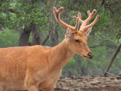 Rucervus duvaucelii