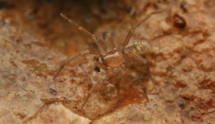 Neocryphoeca beattyi
