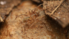 Neocryphoeca beattyi