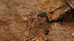 Neocryphoeca beattyi
