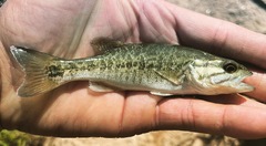 Micropterus cataractae