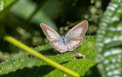 Euchrysops