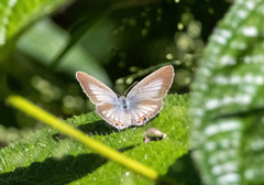 Euchrysops