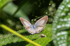 Euchrysops
