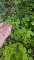 Papaver heterophyllum