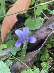 Viola banksii