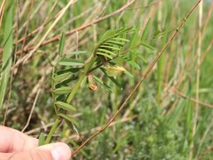 Vicia grandiflora