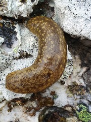 Geomalacus maculosus