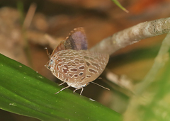 Arhopala alitaeus