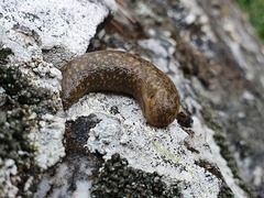 Geomalacus maculosus