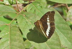 Bassarona teuta