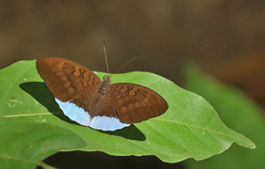 Tanaecia julii