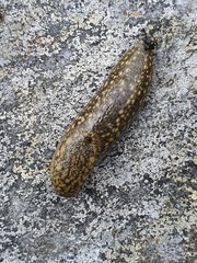 Geomalacus maculosus