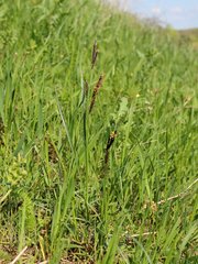 Carex melanostachya