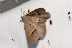 Isturgia penthearia