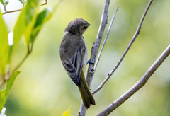 Pachycephala macrorhyncha calliope