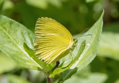 Eurema laeta