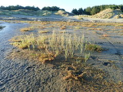 Bolboschoenus caldwellii