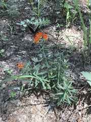 Asclepias tuberosa interior
