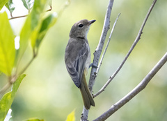 Pachycephala macrorhyncha calliope