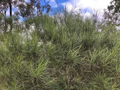 Dodonaea stenophylla
