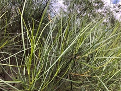 Dodonaea stenophylla