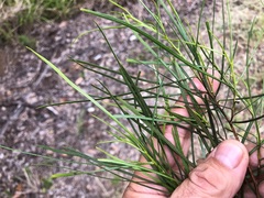 Dodonaea stenophylla