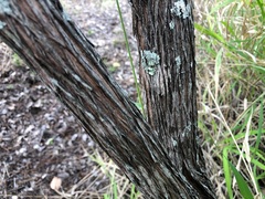 Dodonaea stenophylla