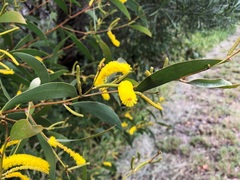 Acacia julifera