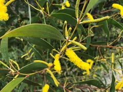 Acacia julifera