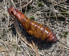 Abantiades atripalpis