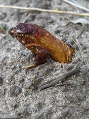 Abantiades atripalpis