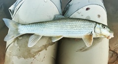 Moxostoma lachneri