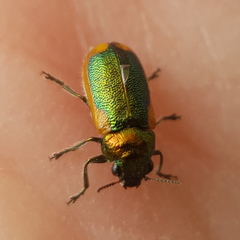 Smaragdina limbata