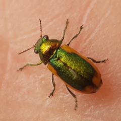 Smaragdina limbata