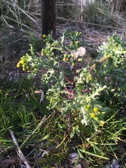 Senecio vulgaris