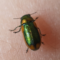 Smaragdina limbata