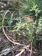 Senecio vulgaris