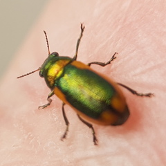 Smaragdina limbata