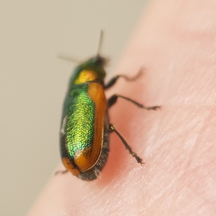 Smaragdina limbata