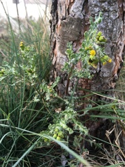 Senecio vulgaris