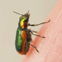 Smaragdina limbata