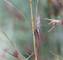 Austracris basalis