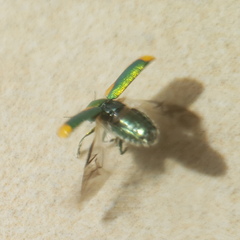 Smaragdina limbata