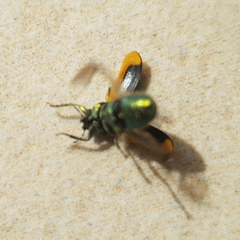 Smaragdina limbata